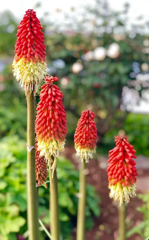 La Kniphofia uvaria produit des grappes impressionnantes de fleurs tubulaires rouge-orangées qui ressemblent à des flammes.