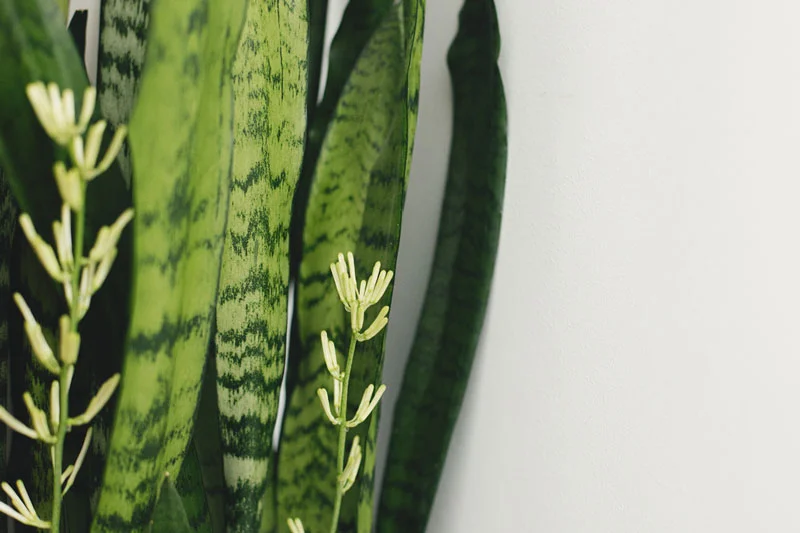 entretien Sansevieria trifasciata