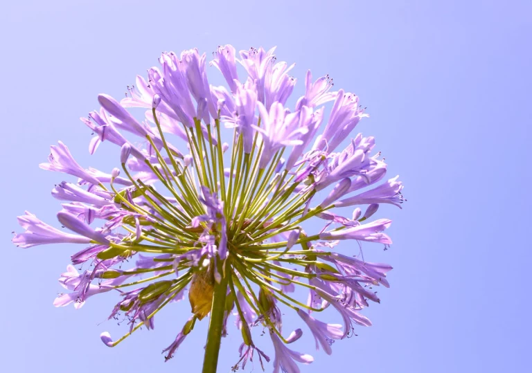 C'est le moment de tailler vos agapanthes endommagées par la chaleur de l'été