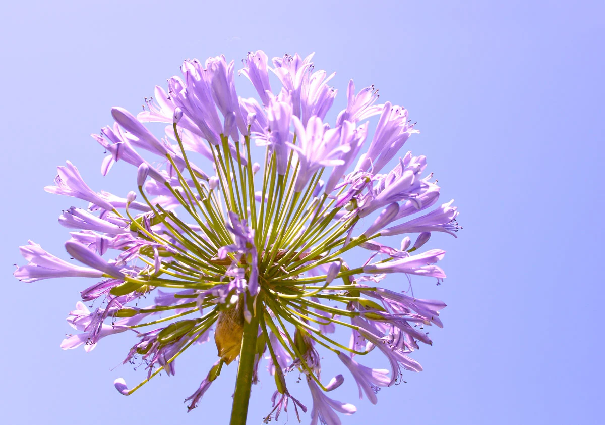 C'est le moment de tailler vos agapanthes endommagées par la chaleur de l'été