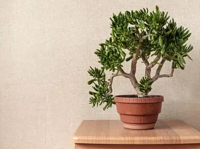 Découvrez le secret du bonzaï : l'arbre qui sublime votre déco