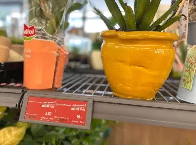 Lidl : découvrez cet incroyable arrivage de fleurs pour votre jardin