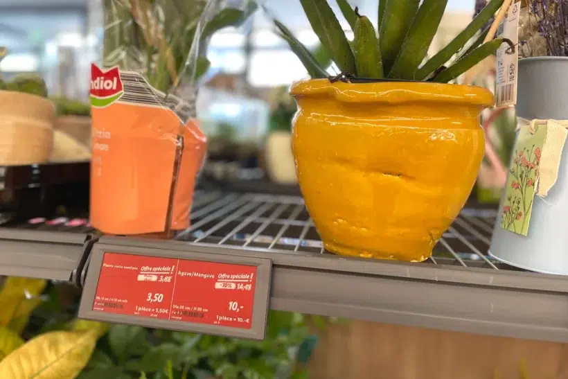 Lidl : découvrez cet incroyable arrivage de fleurs pour votre jardin