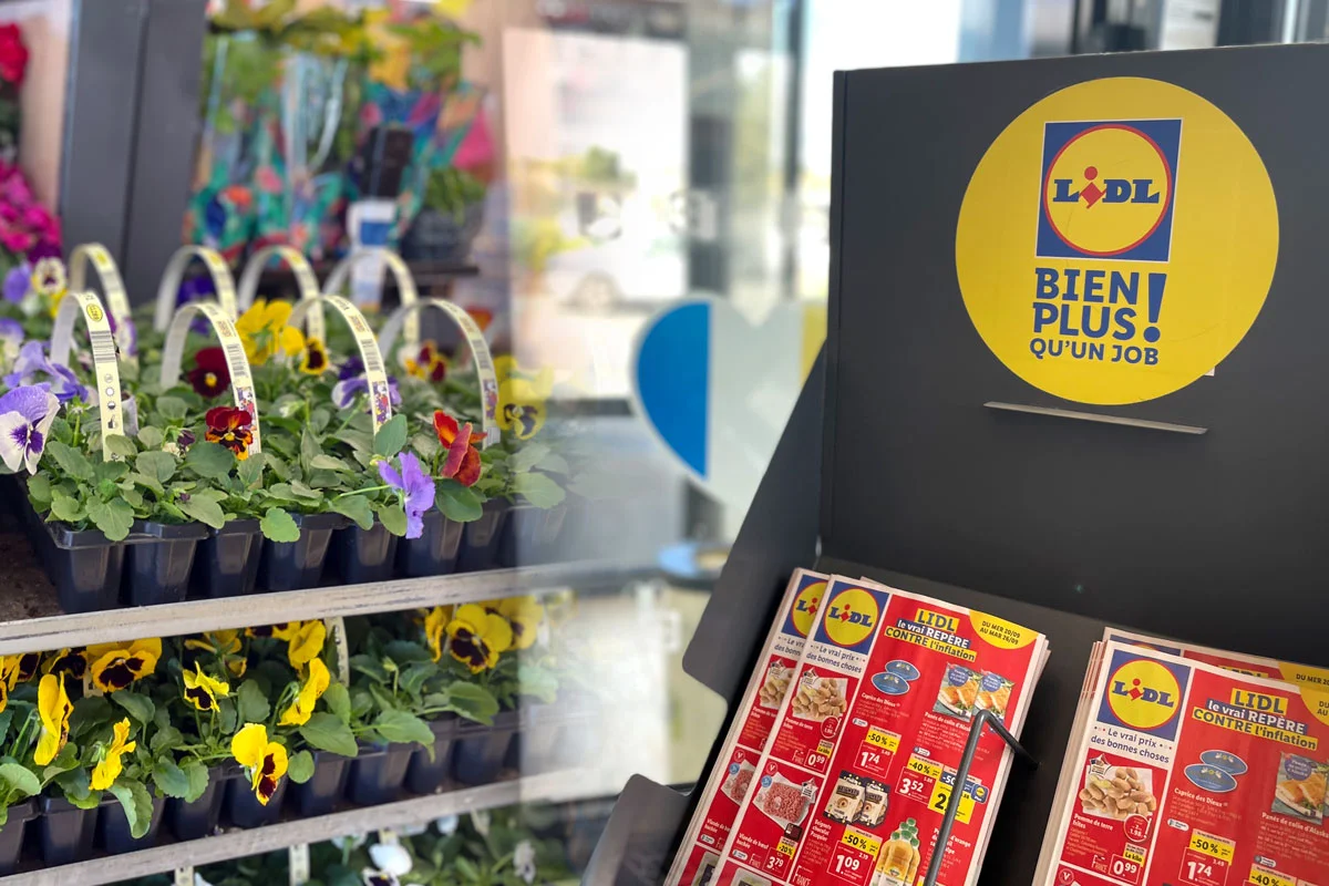 Lidl dévoile un arrivage incroyable de fleurs d'automne : découvrez les bons plans