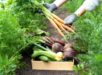 Découvrez le secret d'un sol potager riche grâce à votre compost végétal