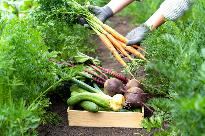 Découvrez le secret d'un sol potager riche grâce à votre compost végétal