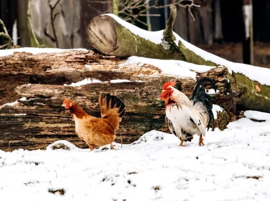 Mes 5 top astuces pour garder vos poules en bonne santé cet hiver