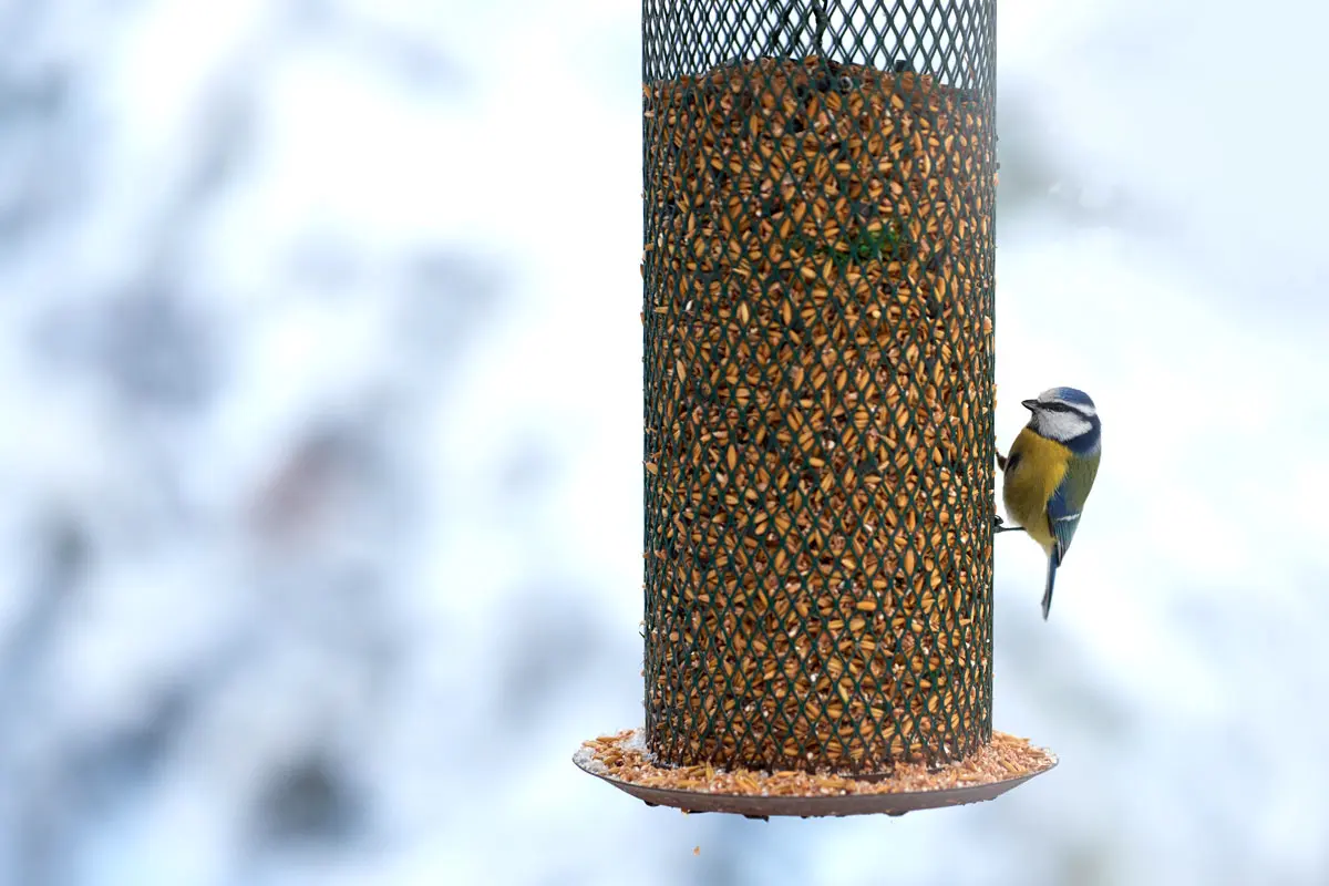 Raisins secs pour nourrir les oiseaux sauvages