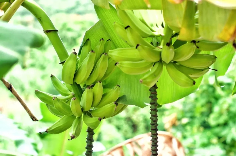 Comment faire pousser des bananiers résistants au froid dans votre jardin ?