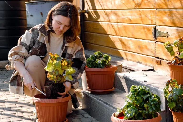 Gardez facilement vos bégonias tubéreux beaux et sains cet l'hiver