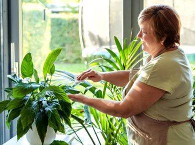 Nettoyer les feuilles de vos plantes facilement et sans produits nocifs