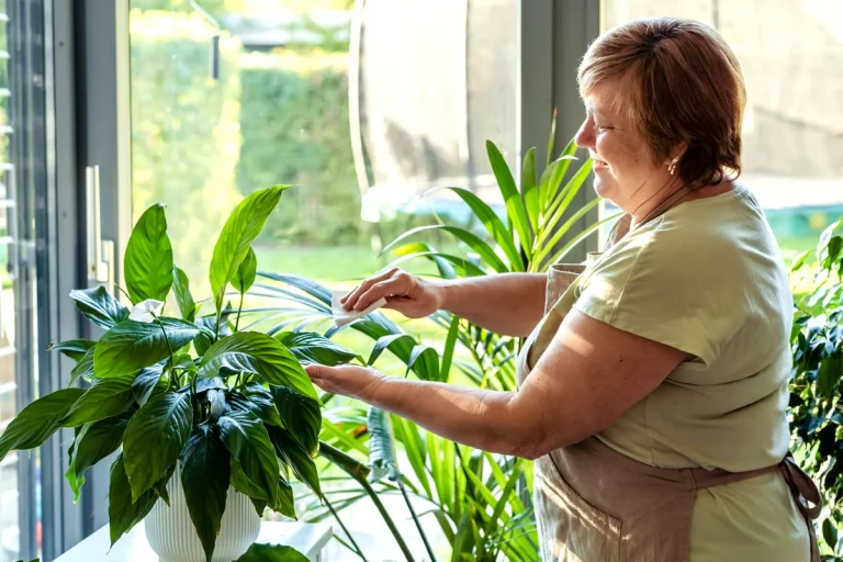 Nettoyer les feuilles de vos plantes facilement et sans produits nocifs