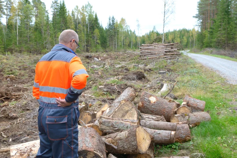 Du bois gratuit en forêt pour vous chauffer cet hiver : est-ce vraiment légal ?