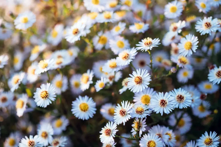 Devez-vous tailler les vivaces de votre jardin en automne ?