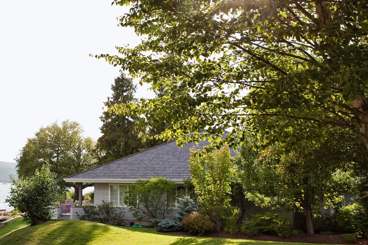 Arbres nocifs pour votre habitat : voici ceux à ne pas planter près de votre maison