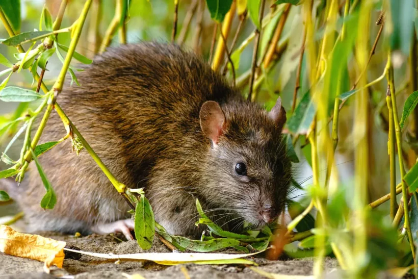 Se débarrasser des rats de votre jardin sans les tuer : les solutions efficaces