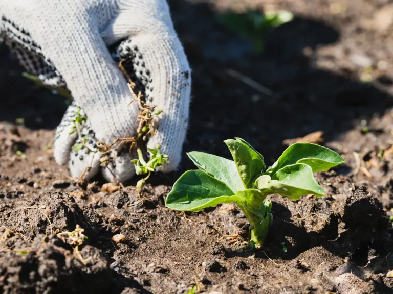 Comment enlever efficacement les mauvaises herbes en Automne ?