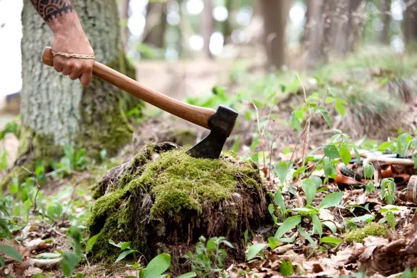 5 conseils pratiques pour enlever facilement une souche d'arbre dans votre jardin