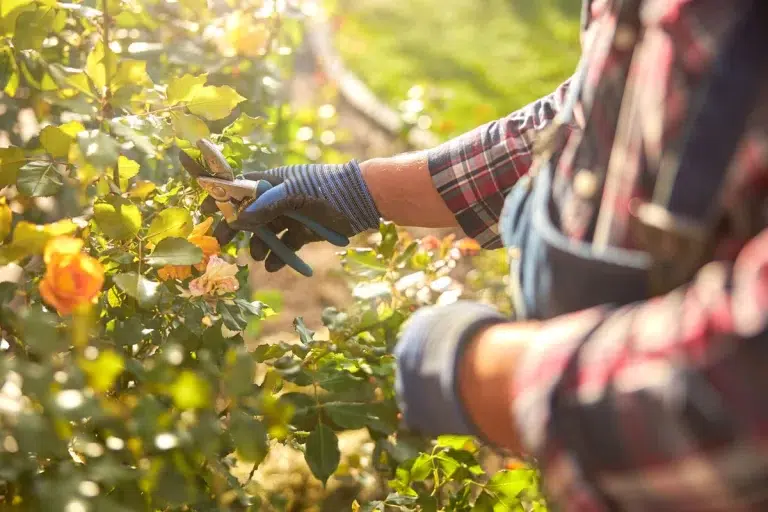 Entretien de vos rosiers en novembre : les infos et techniques indispensables