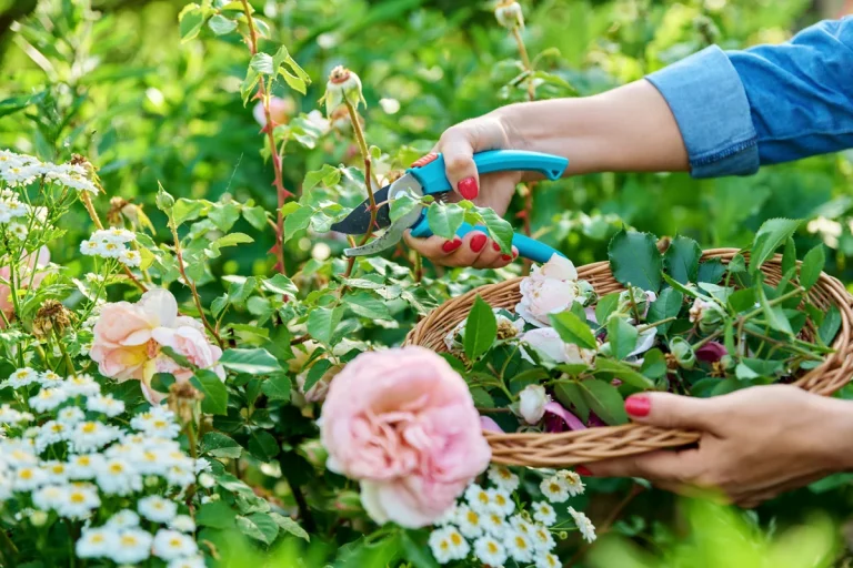 8 astuces pour entretenir vos rosiers cet automne au jardin