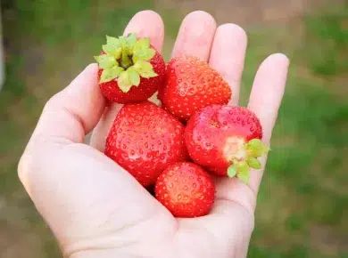 Incroyable ! Récoltez encore vos fraises du jardin en octobre