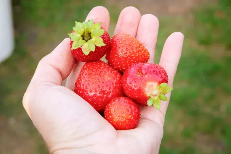 Incroyable ! Récoltez encore vos fraises du jardin en octobre
