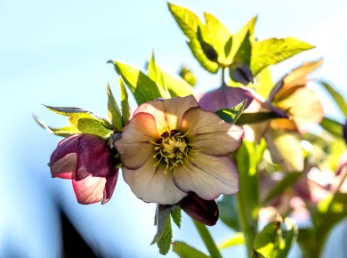 Helléborus : les roses de noel au jardin