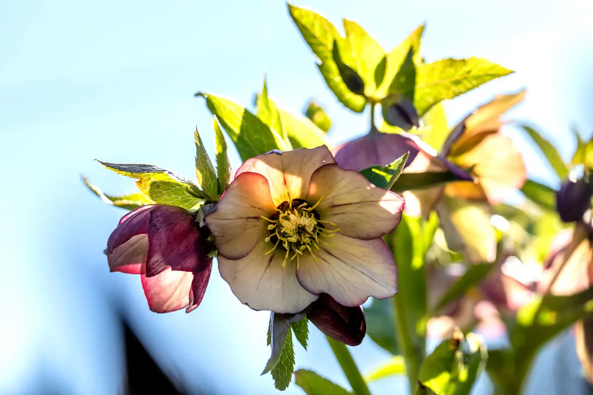 Helléborus : les roses de noel au jardin