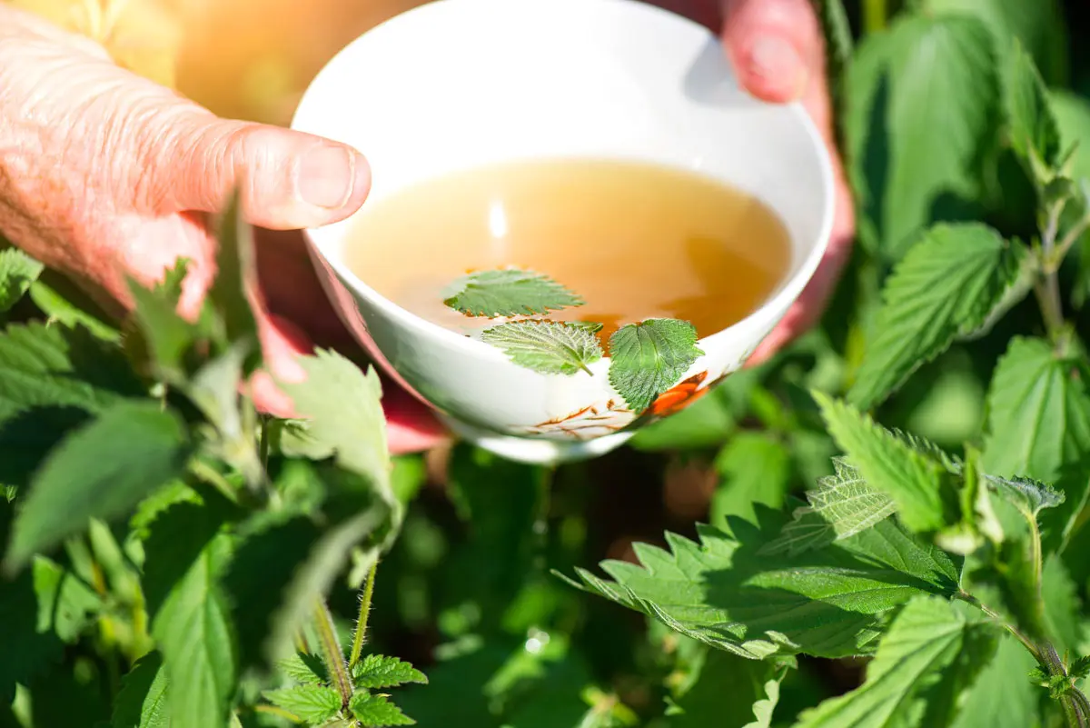 Découvrez 5 infusions maison avec les plantes de votre jardin