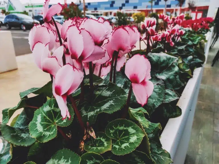 Un jardin coloré même en hiver : les 9 plantes indispensables