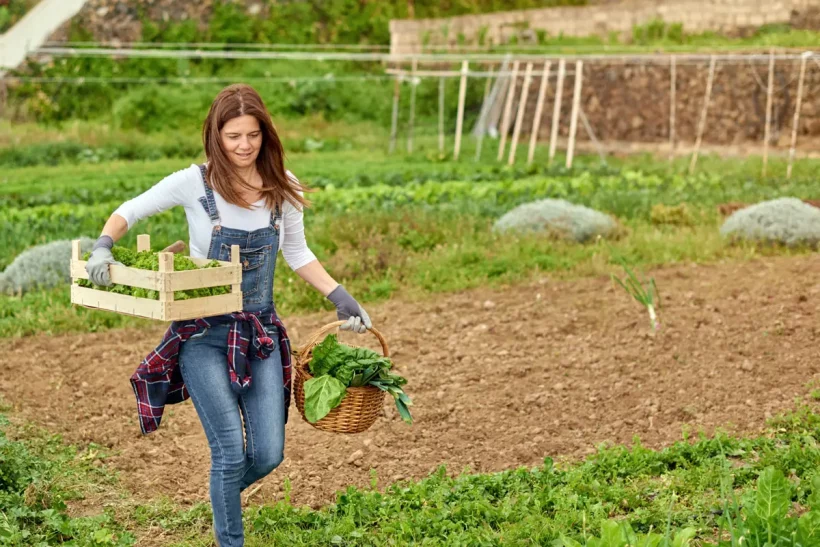 8 légumes à planter en octobre dans votre potager