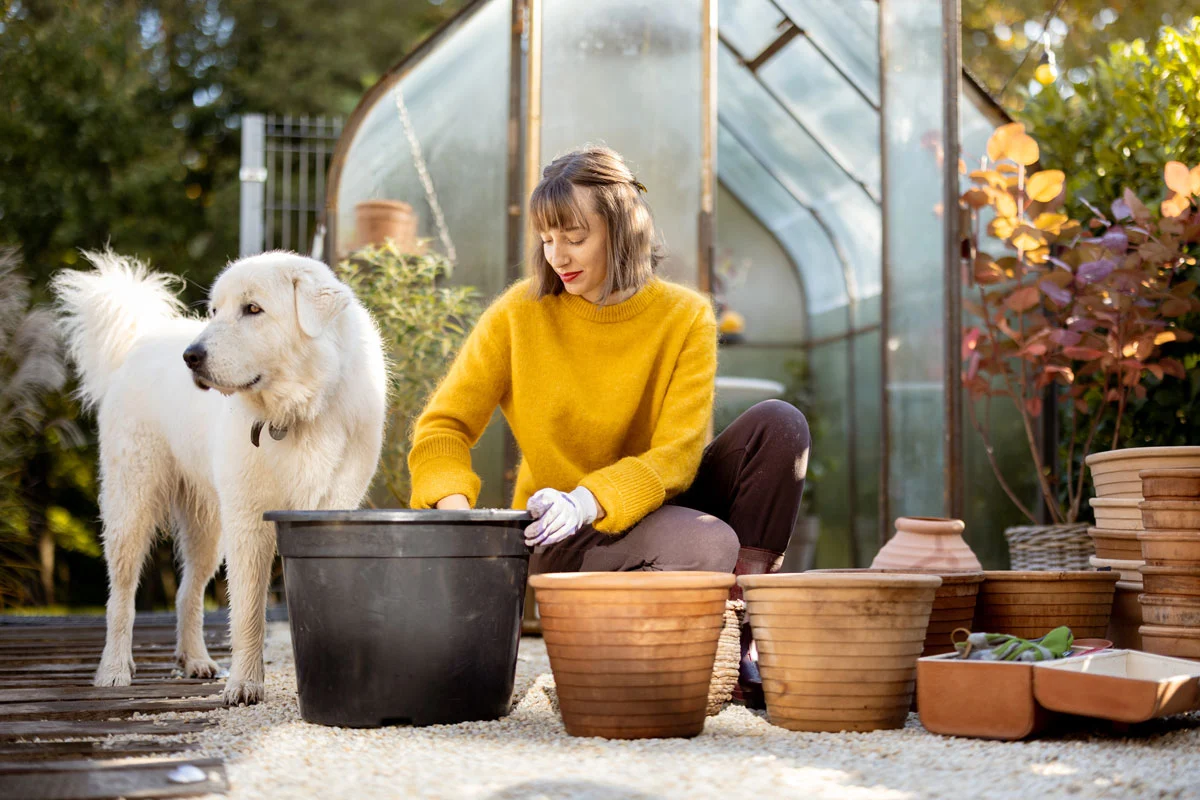 Les fleurs faciles d'entretien à planter pour un jardin d'automne parfait