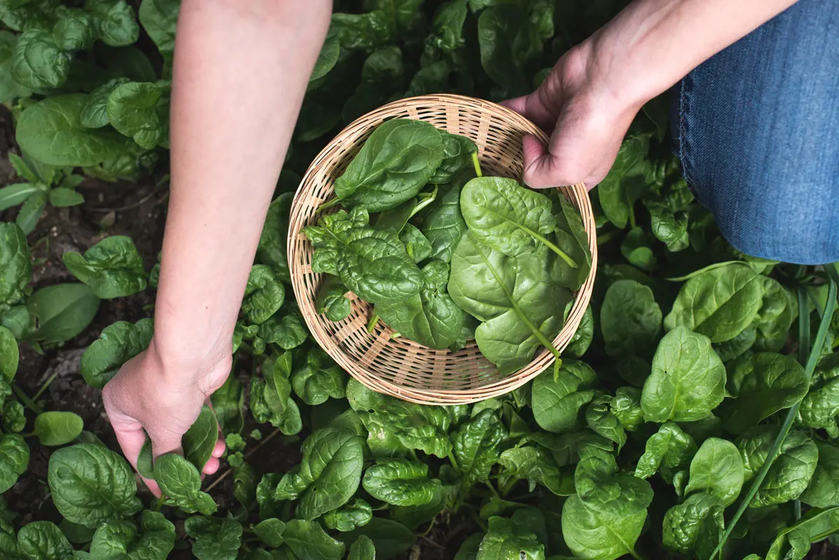 La liste parfaite des légumes à planter en novembre pour les récolter jusqu'au printemps