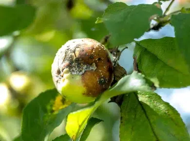 Découvrez les maladies hivernales des arbres fruitiers et leurs remèdes naturels