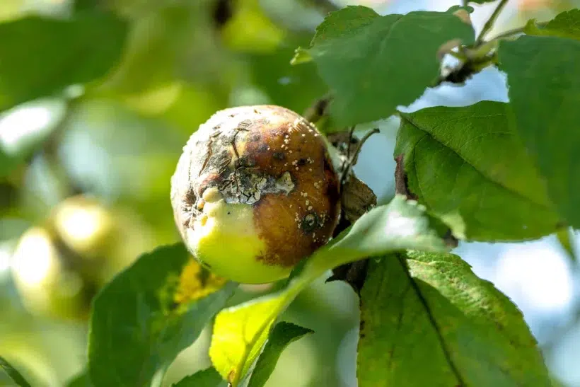 Découvrez les maladies hivernales des arbres fruitiers et leurs remèdes naturels