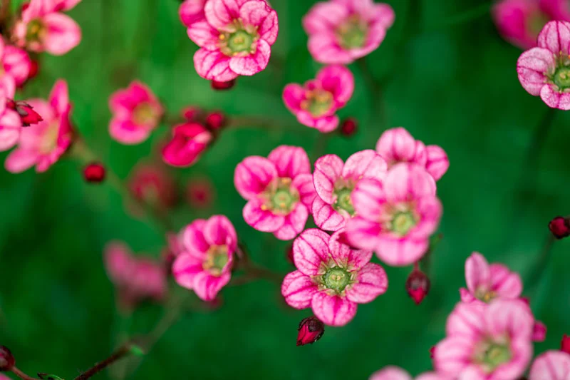 Saxifrages : un alliage de charme discret et de rusticité