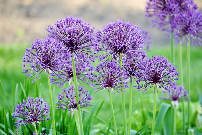 Les différentes techniques de plantation des bulbes d'allium au jardin