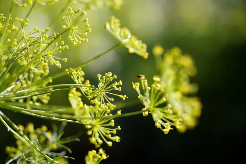 Quelles sont les plantes aromatiques à planter en octobre ?