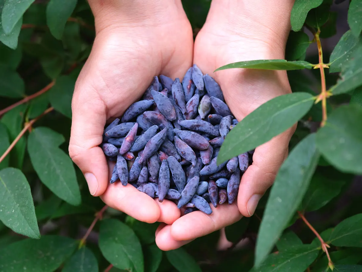 Découvrez 7 variétés inédites de petits fruits à planter cet l'automne