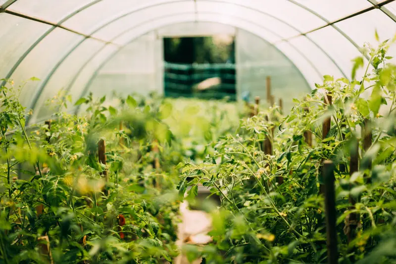 Voici les 7 légumes parfaits à planter en hiver dans votre serre