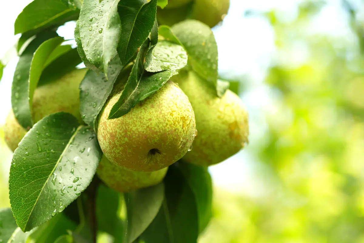 Arbres fruitiers pour l'automne : voici les plus résistants au froid