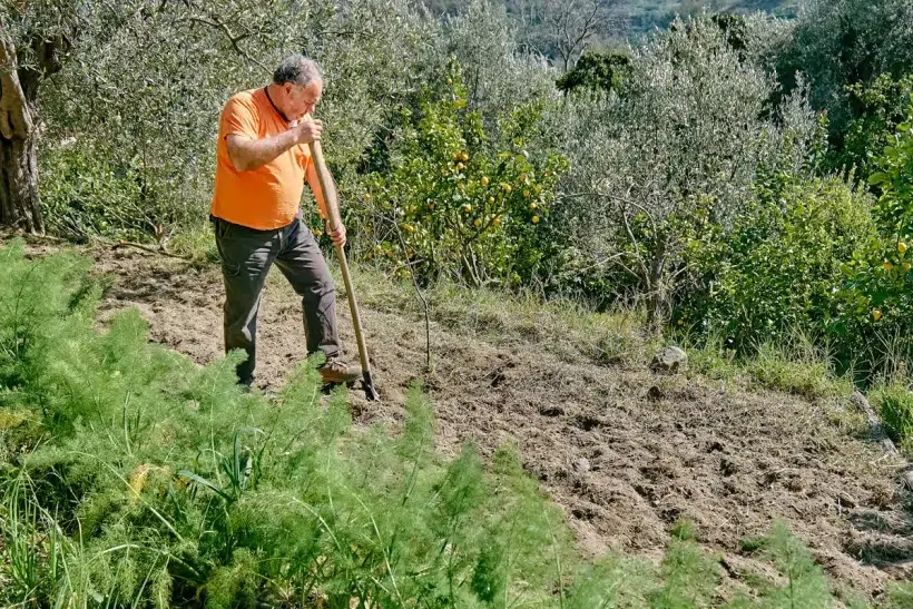 Au potager : c'est l'heure du grand nettoyage avant l'hiver