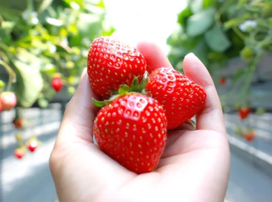 Octobre : le mois idéal pour la préparation hivernale de vos fraisiers