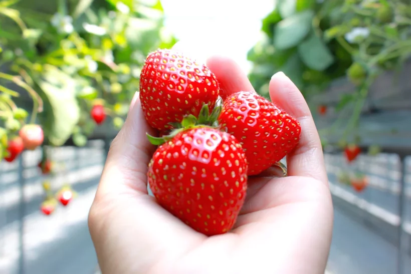 Octobre : le mois idéal pour la préparation hivernale de vos fraisiers