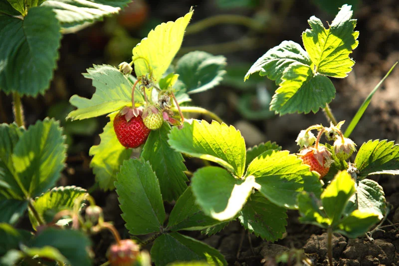 Les avantages de la préparation hivernale des fraisiers en octobre