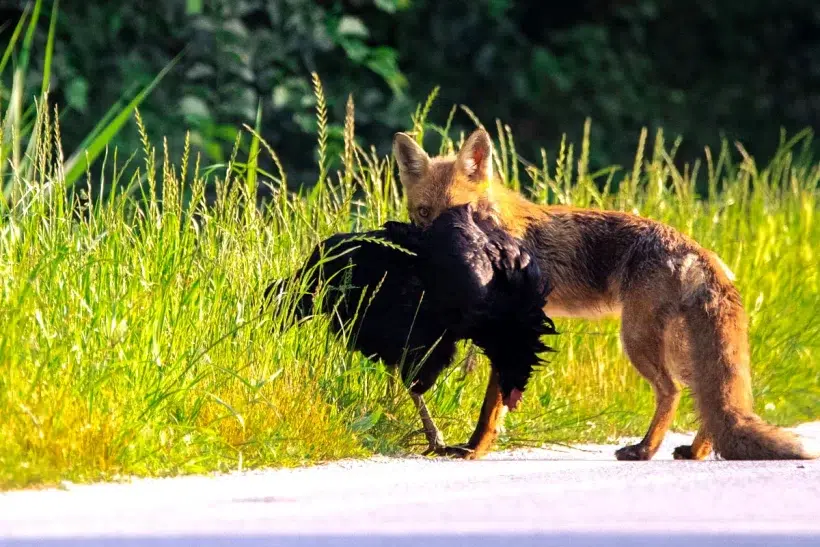 Comment repousser les renards et protéger vos poules et votre poulailler ?