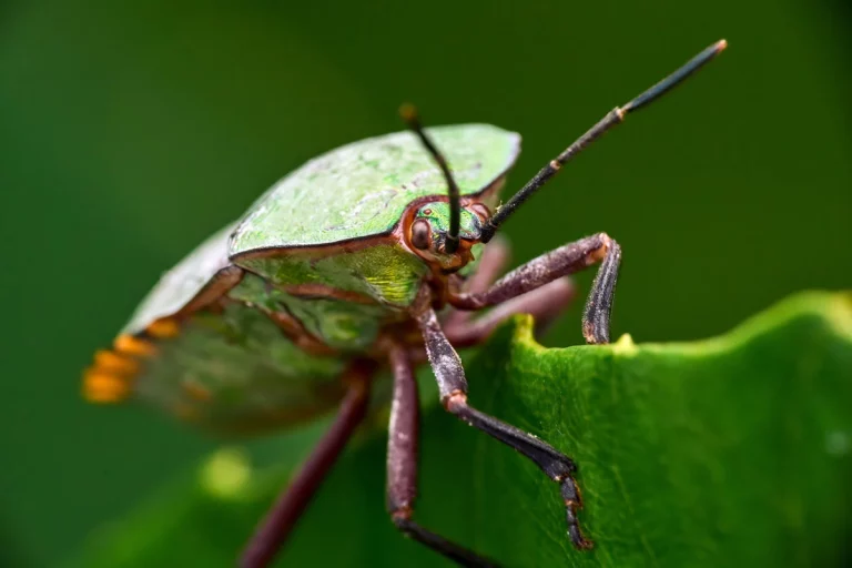 Palomena Prasina : les punaises des bois comment les faire partir ?