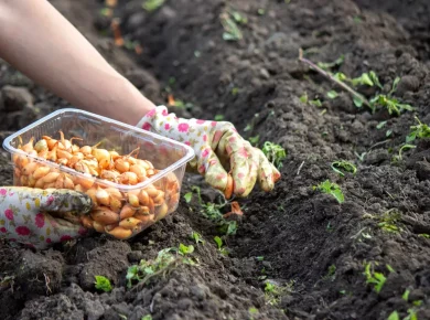 Découvrez 5 astuces pour réussir vos semis difficiles au potager