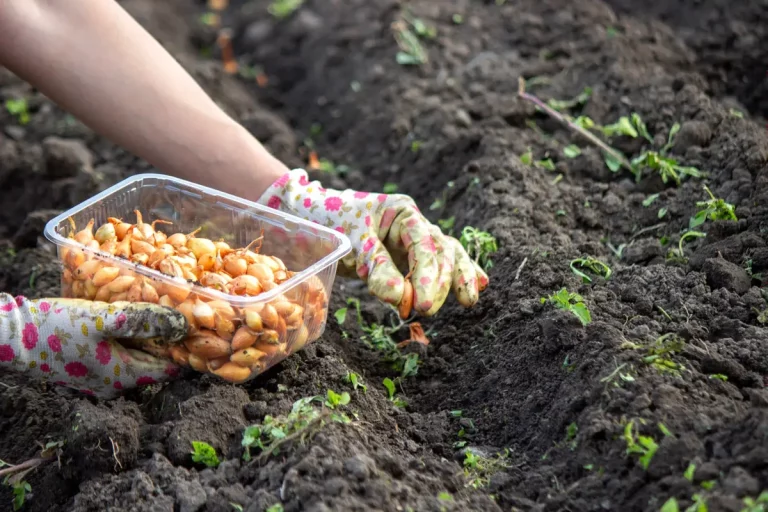 Découvrez 5 astuces pour réussir vos semis difficiles au potager