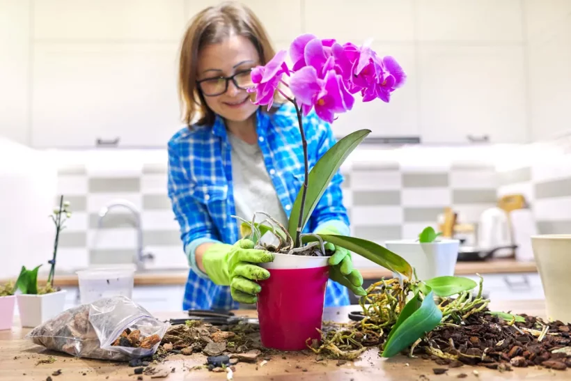 Entretien de vos orchidées en hiver : les 7 infos utiles à connaitre